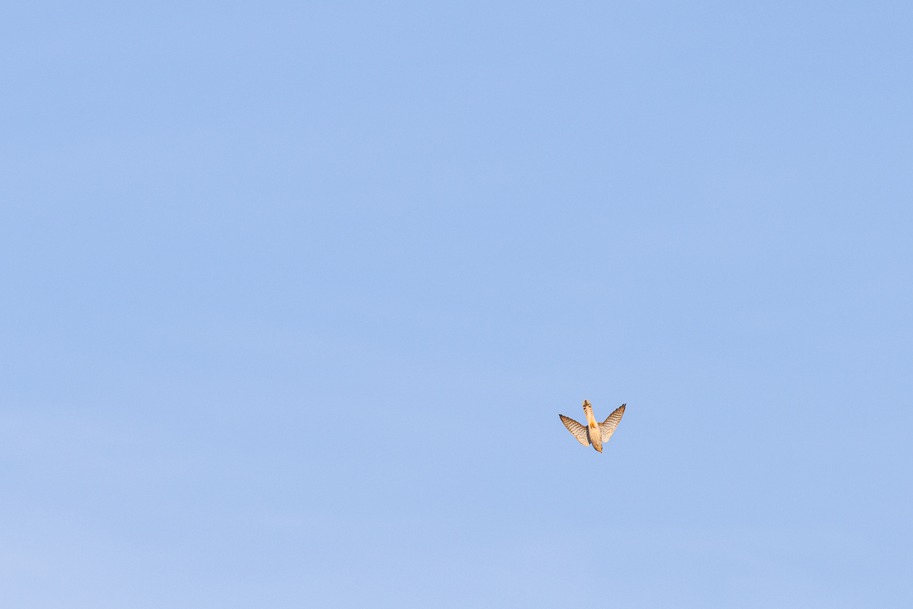 ... wechselte er in den Sturzflug