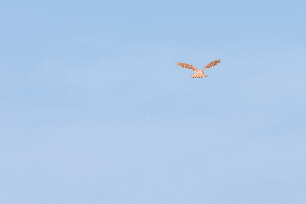 Als er eine mögliche Beute entdeckte ...