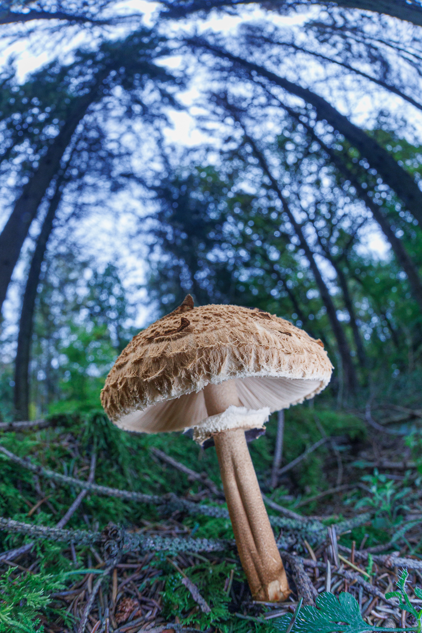 Gemeiner Riesenschirmling (Parasol oder Riesenschirmpilz) [Macrolepiota procera]