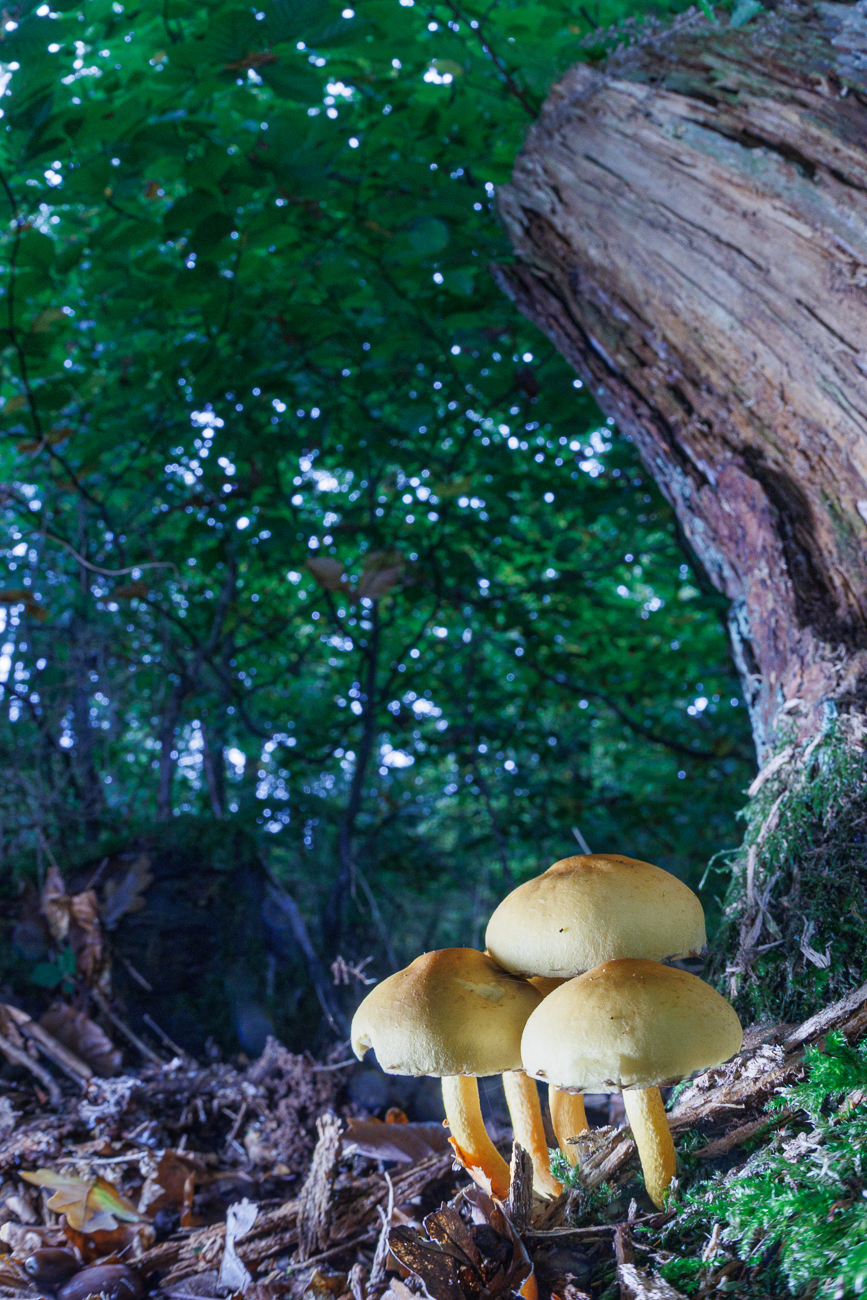 Vermutlich Stockschwämmchen, hier etwas anders entwickelt