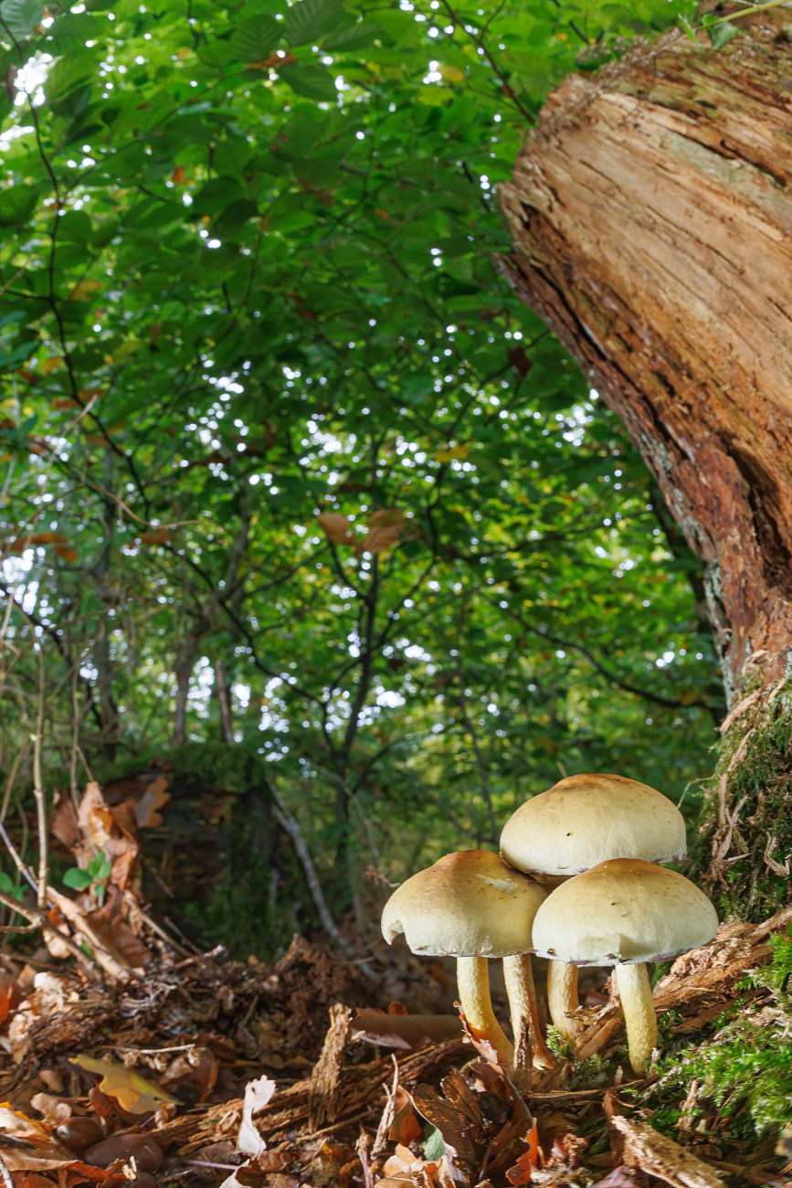 Vermutlich Stockschwämmchen