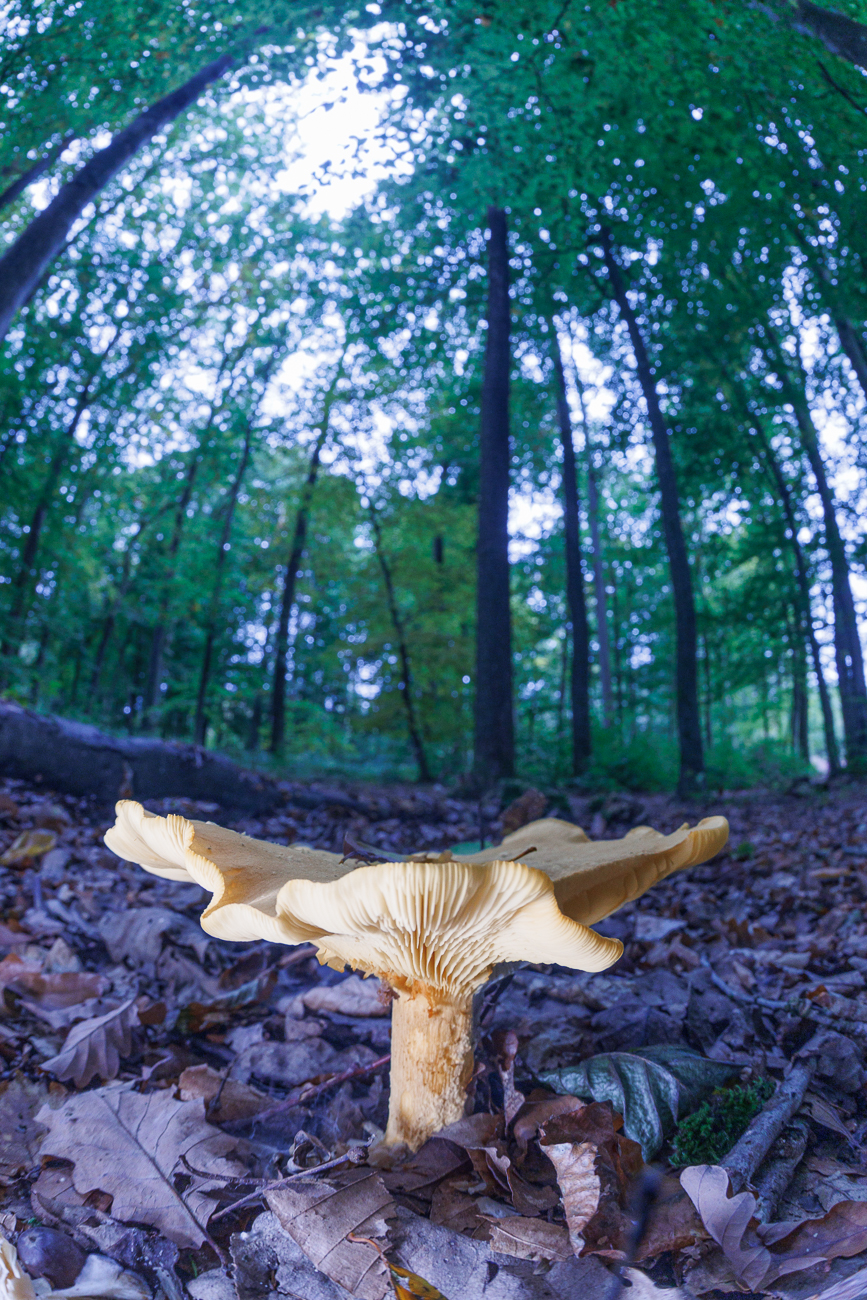 ... hier anders entwickelt