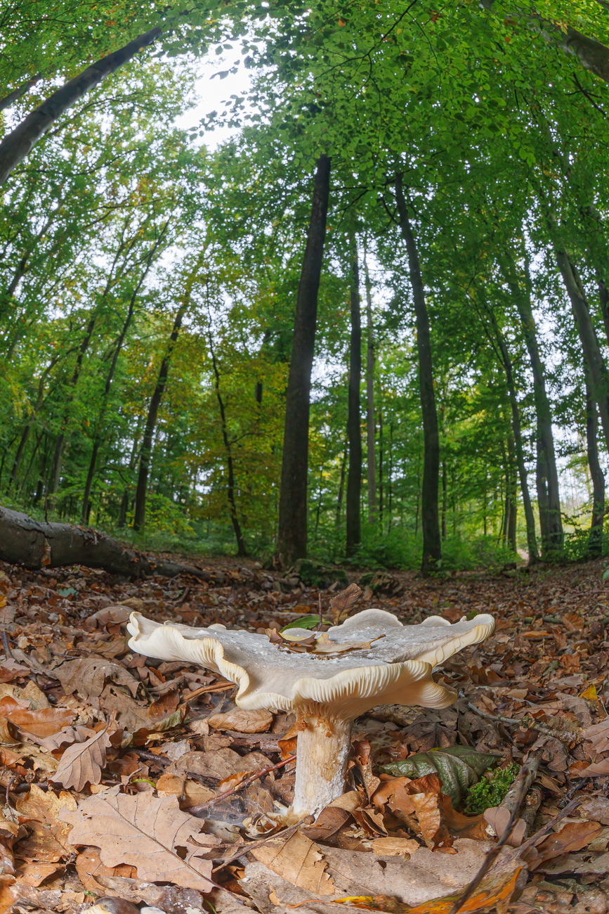 Mir unbekannter Pilz ...