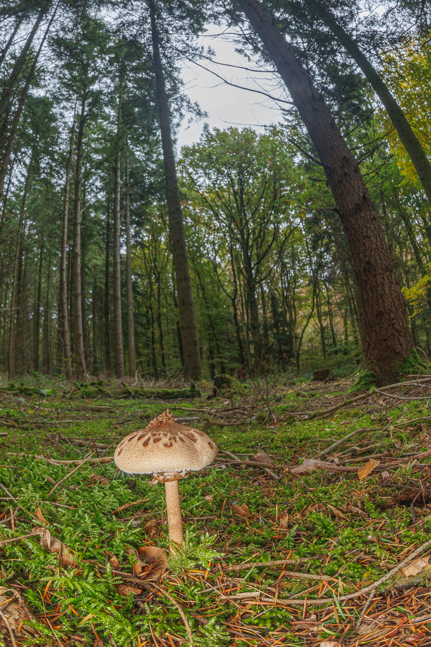 Gemeiner Riesenschirmling (Parasol oder Riesenschirmpilz) [Macrolepiota procera]