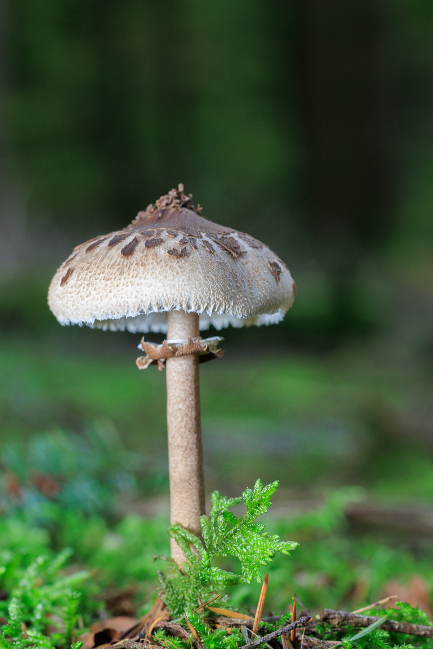 Gemeiner Riesenschirmling (Parasol oder Riesenschirmpilz) [Macrolepiota procera]