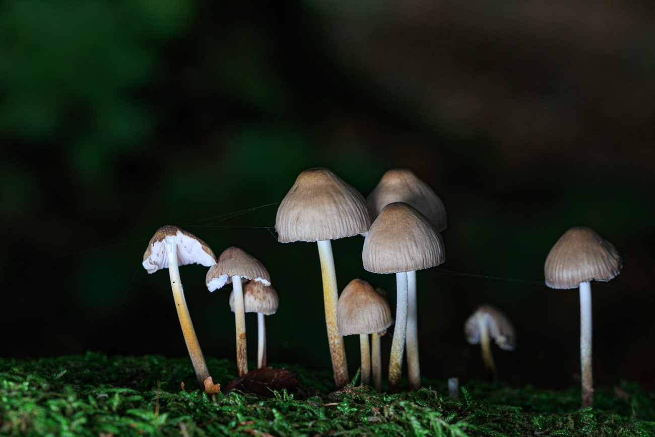 Schildkröte beim Sonnen