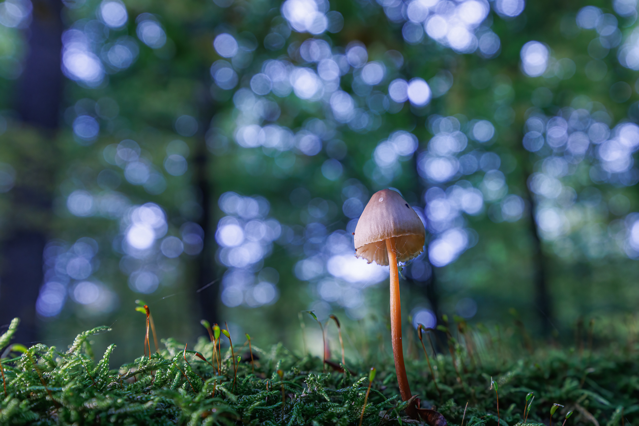 Variation des Weißabgleichs