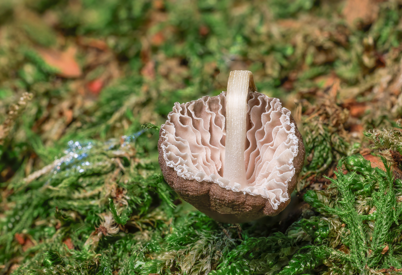 Durchmesser ca. 6 mm, Stack mit 30 Bildern