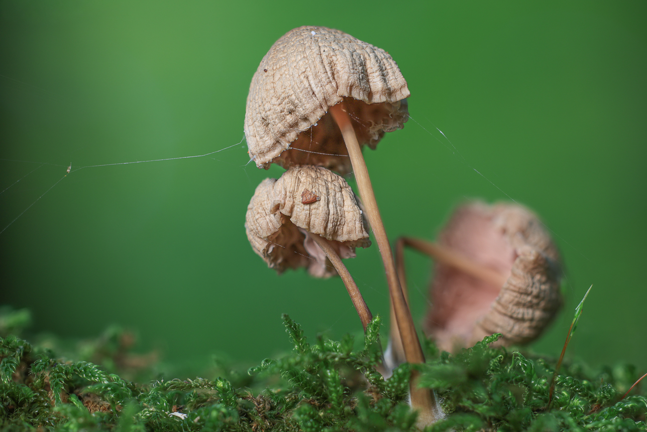 Stack mit 30 Bildern