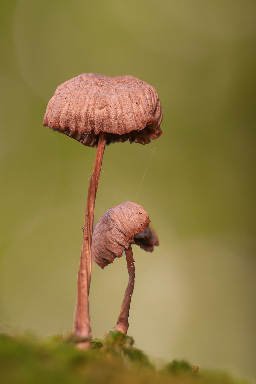 Stack mit 30 Bildern