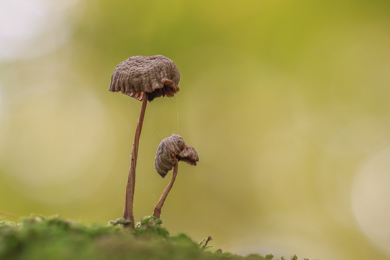 Stack mit 30 Bildern