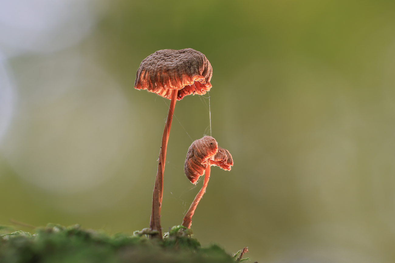 Stack mit 30 Bildern