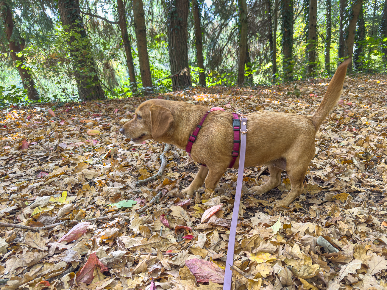 Frieda auf der Jagd ;-)