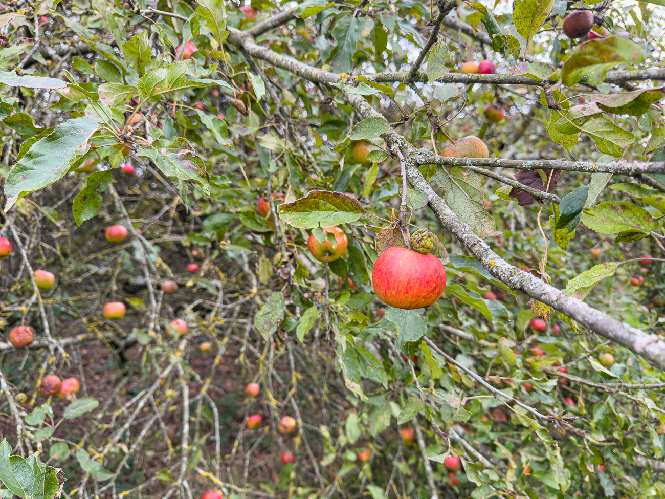 ... natürlich nur die Apfelbäume ;-)