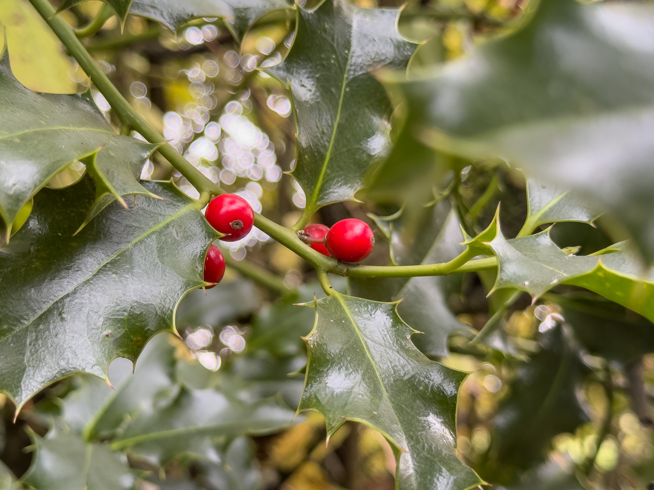 Stechpalme [Ilex aquifolium]