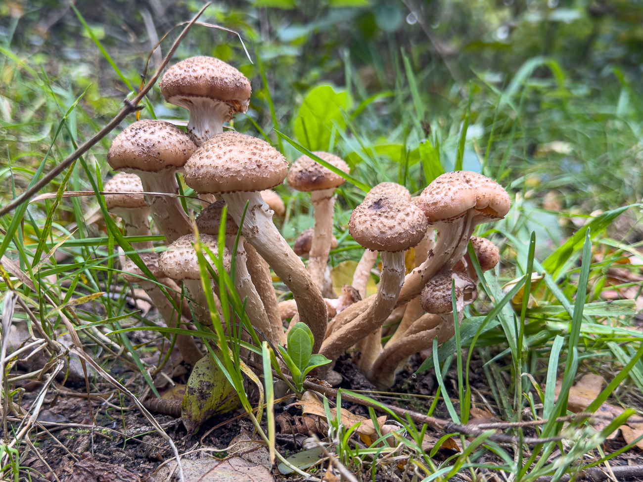 ... endlich noch ein paar Pilze