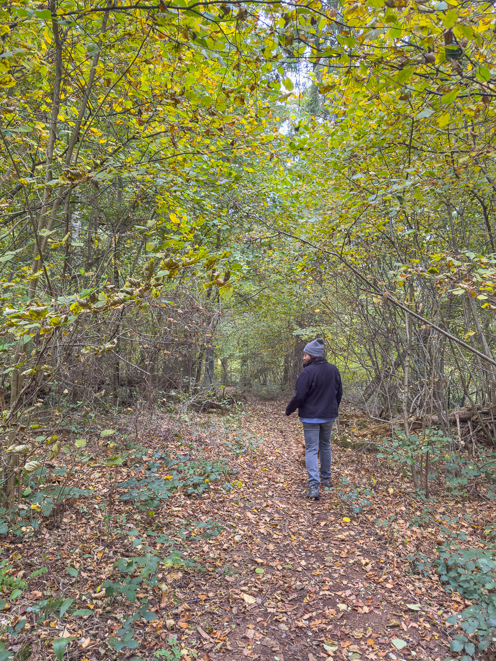 Statt Pilze gibt es an dieser Stelle ...