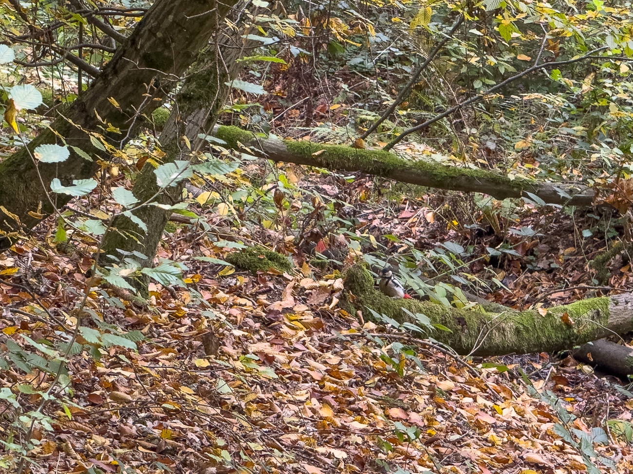 ... einen Buntspecht zu bewundern