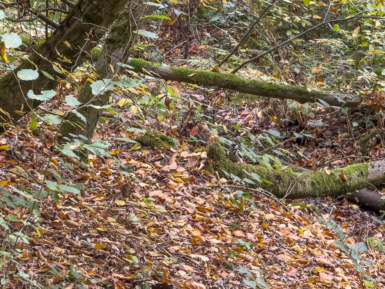 Leider habe ich heute nur ein Handy dabei :-(