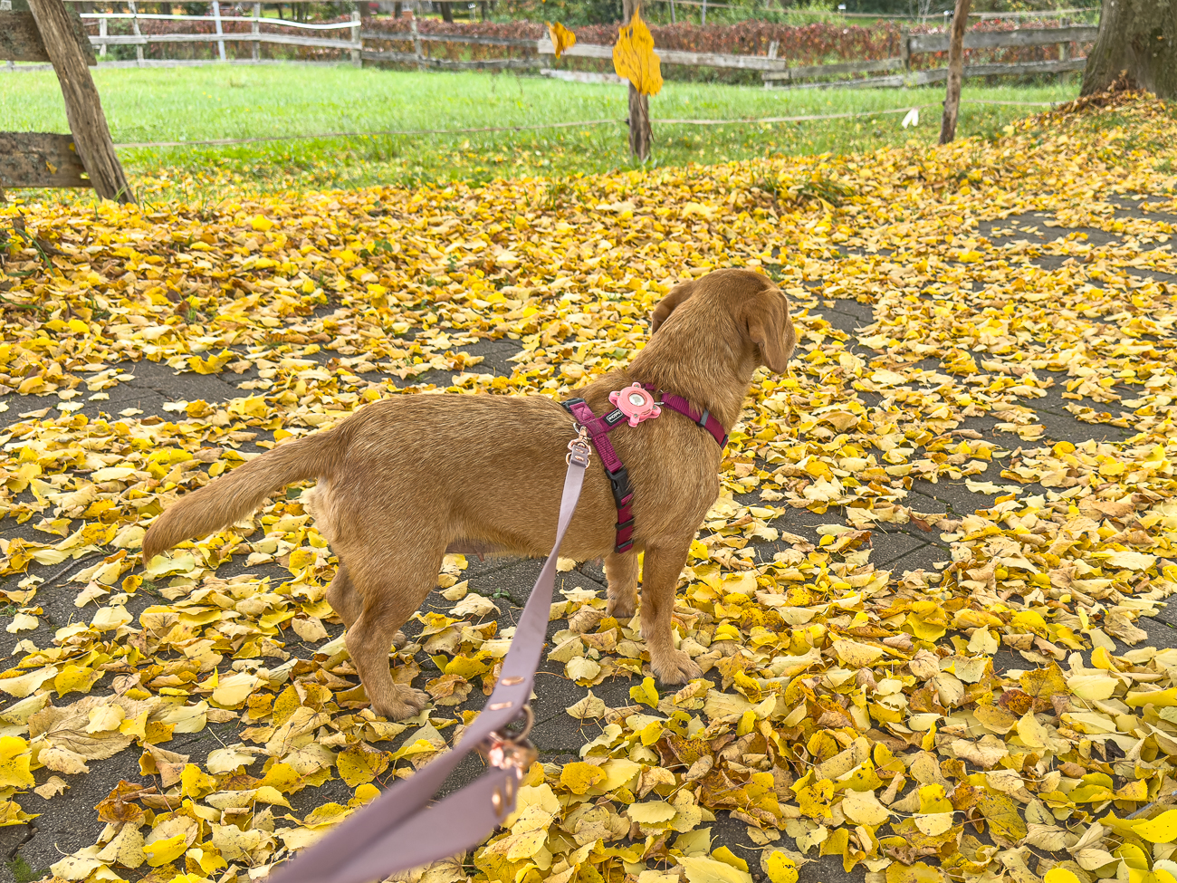 Frieda im Herbstlaub