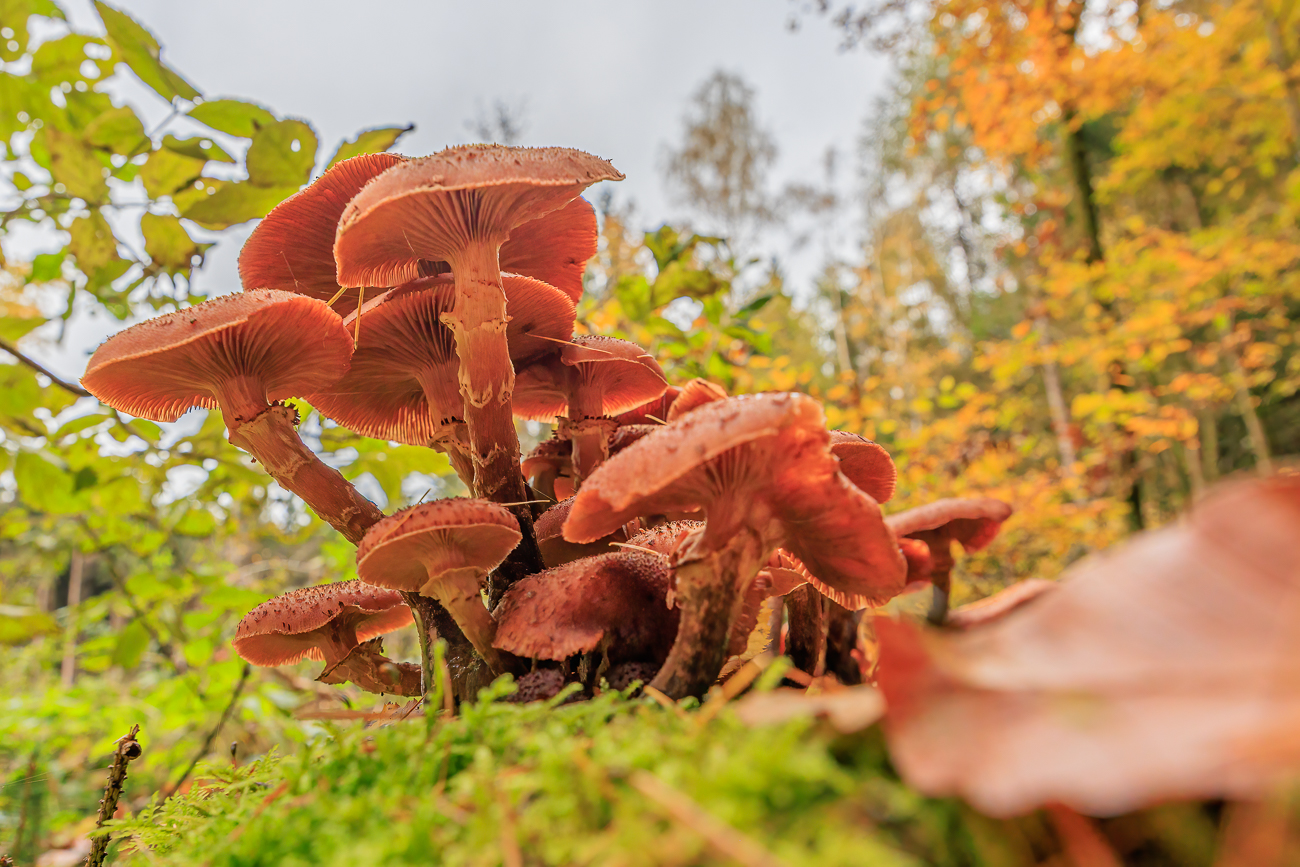Pilzwald im Wald ;-)