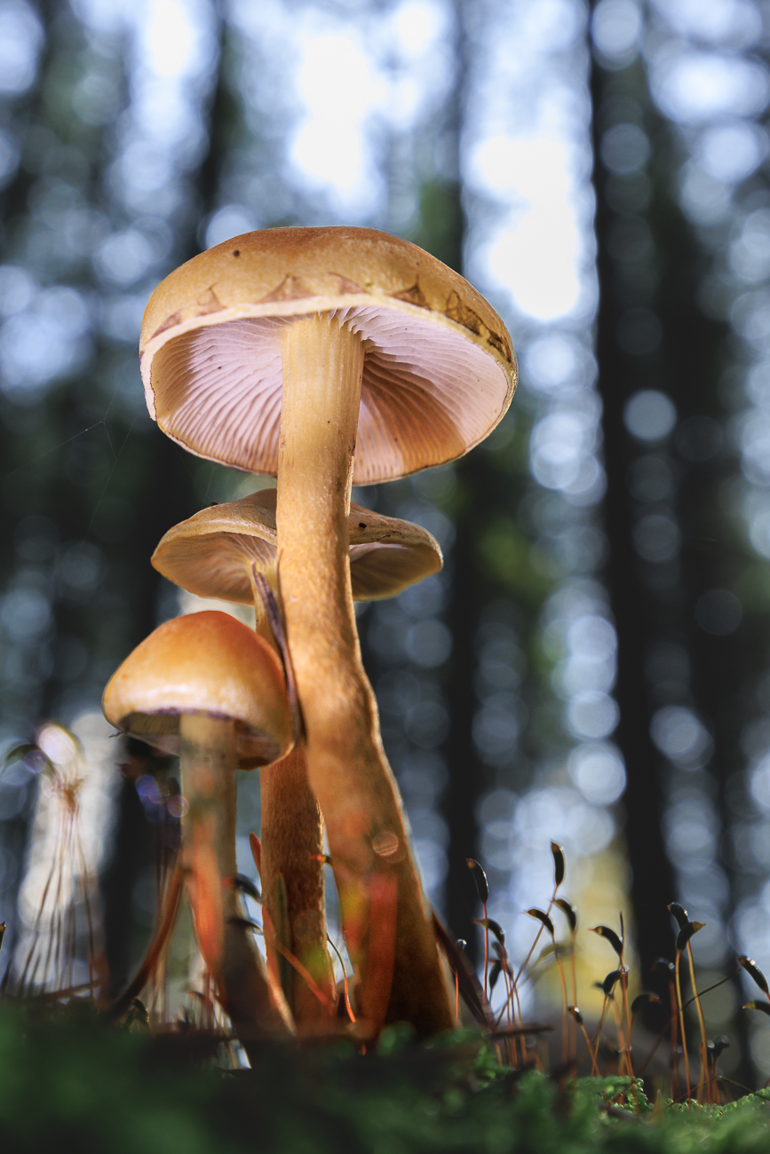 Pilze und Moos-Samen