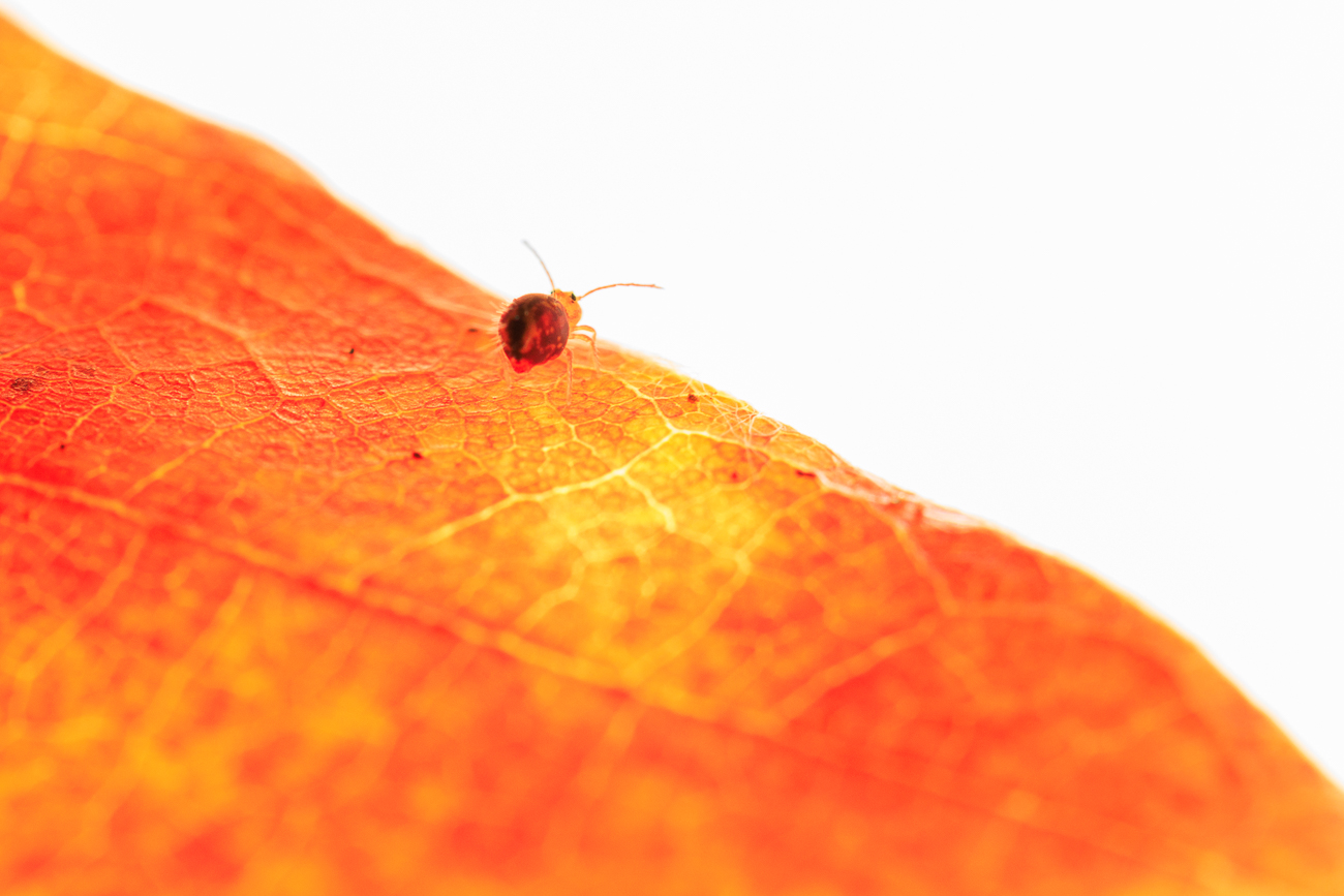 Kugelspringer, ca, 1,5 mm klein. Leider zu schnell weggelaufen :-(