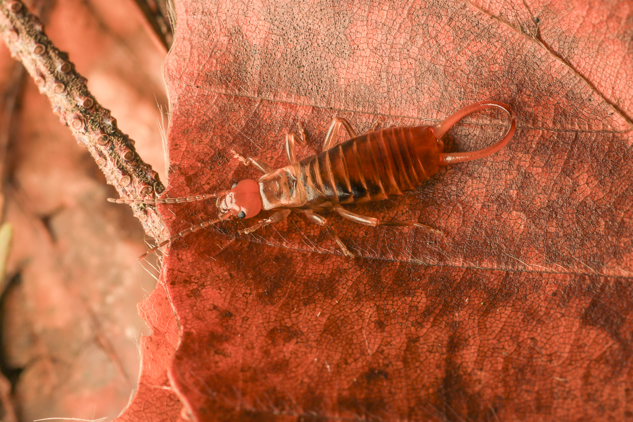 Gemeiner Ohrwurm [Forficula auricularia]