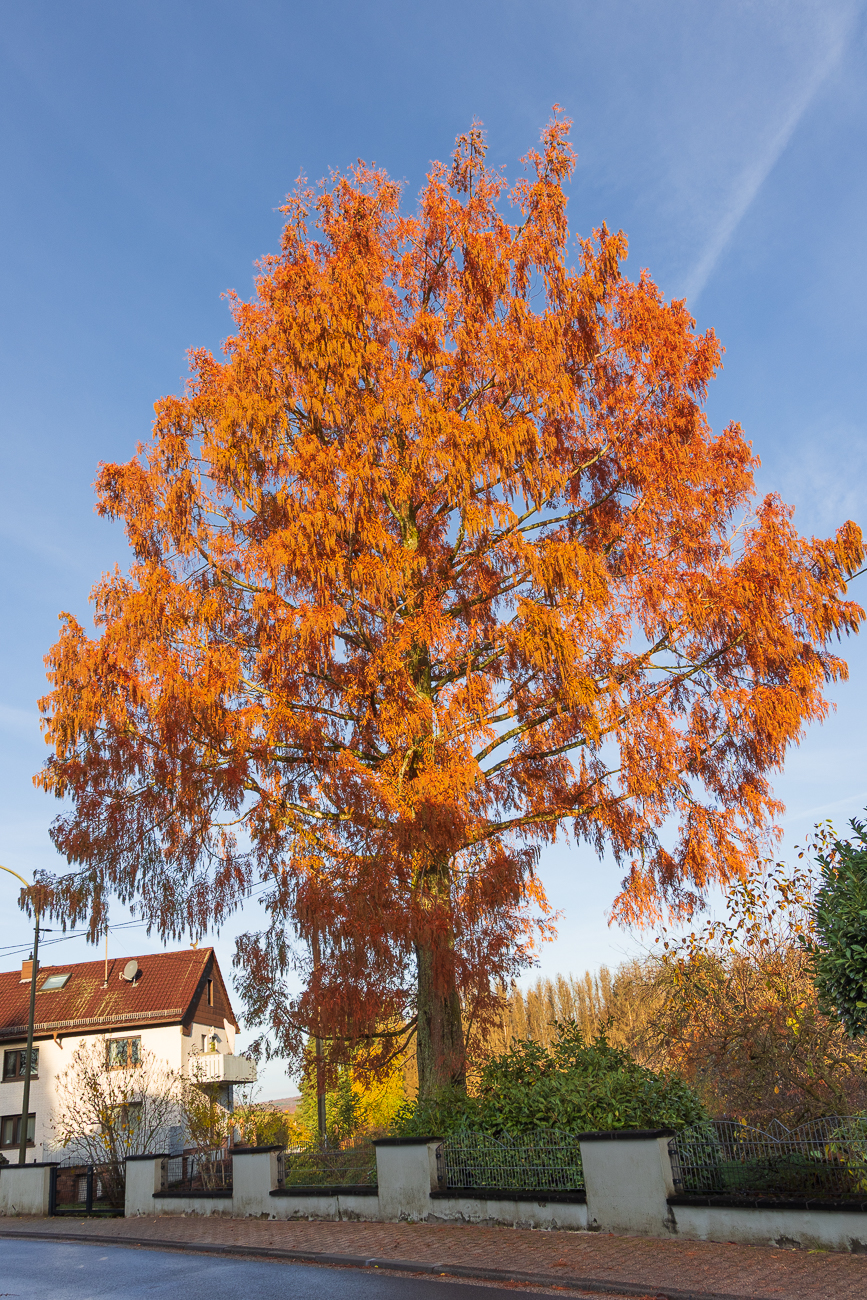 Schöne herbstliche Farben