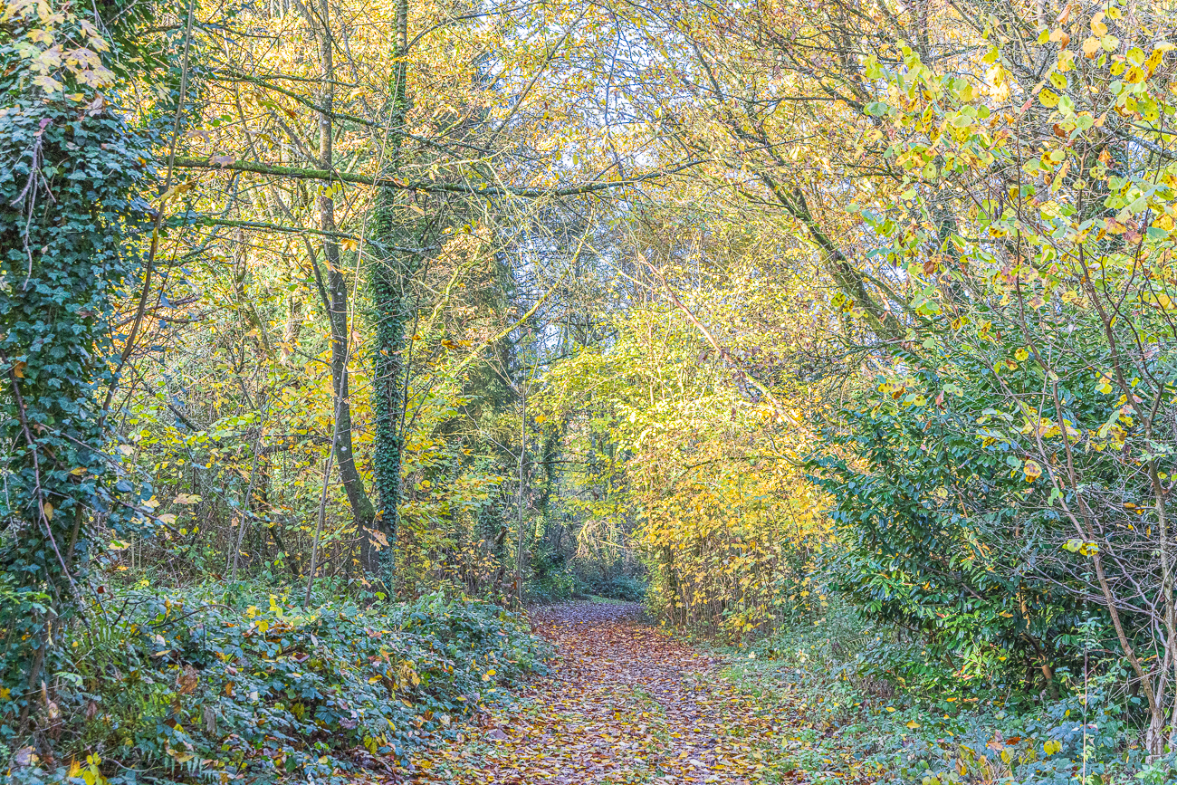 Auch im Wald leuchten die Blätter