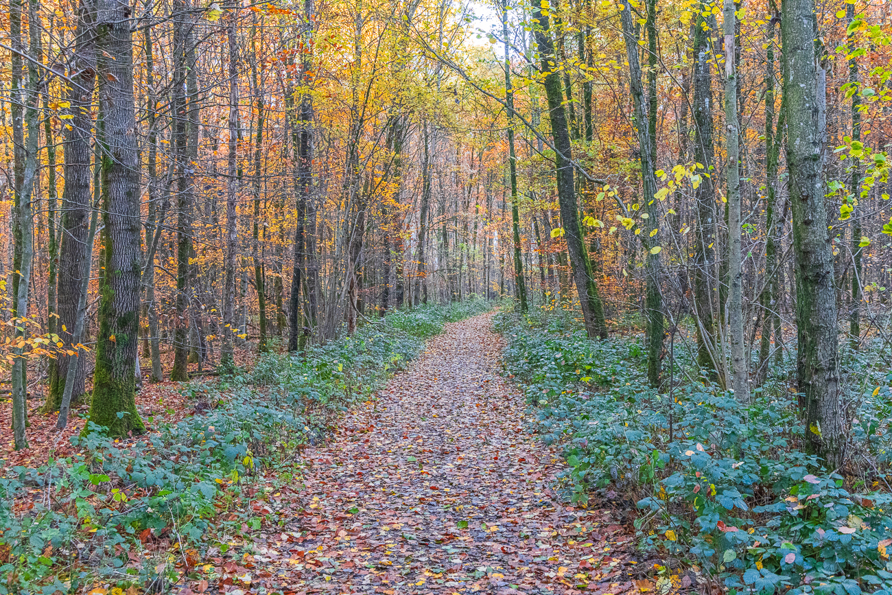 Feuchter Waldweg