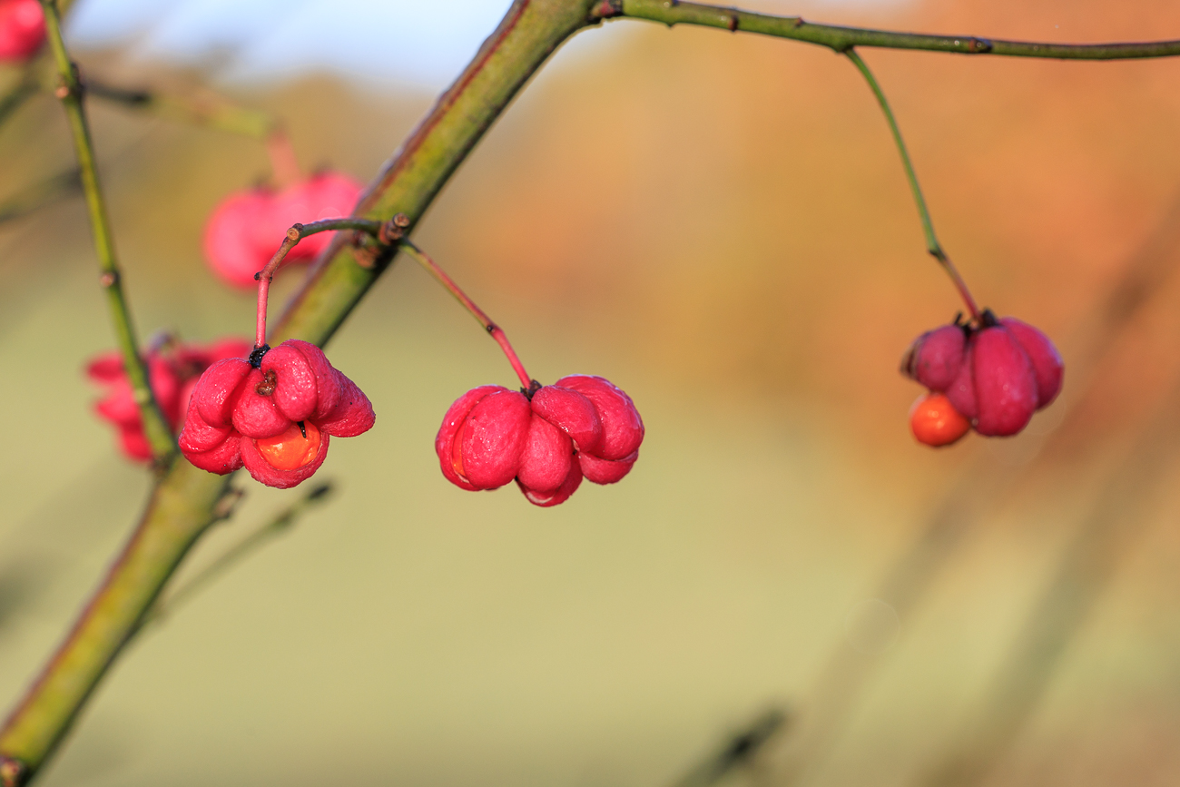 Gewöhnliches Pfaffdenhütchen [Euonymus europaeus]