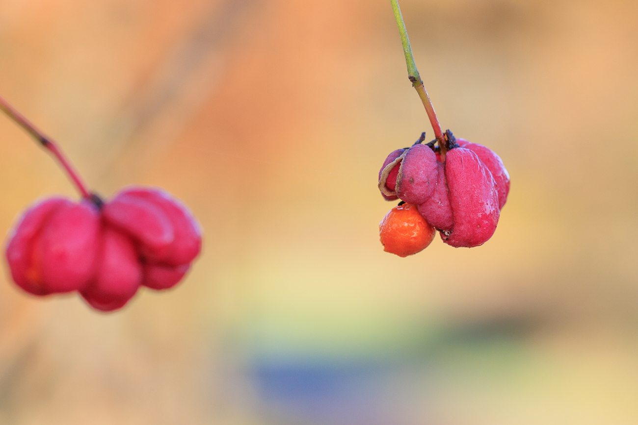 Gewöhnliches Pfaffdenhütchen [Euonymus europaeus]