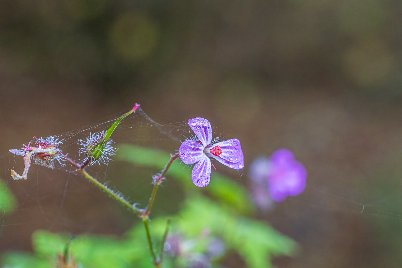 Stinkender Storchschnabel [Geranium robertianum]