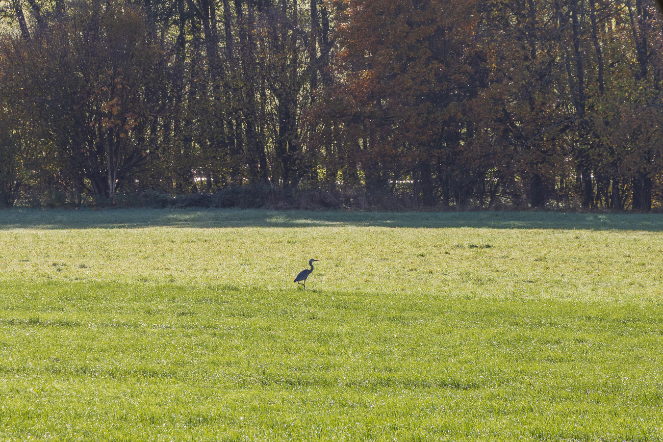 Graureiher [Ardea cinerea]