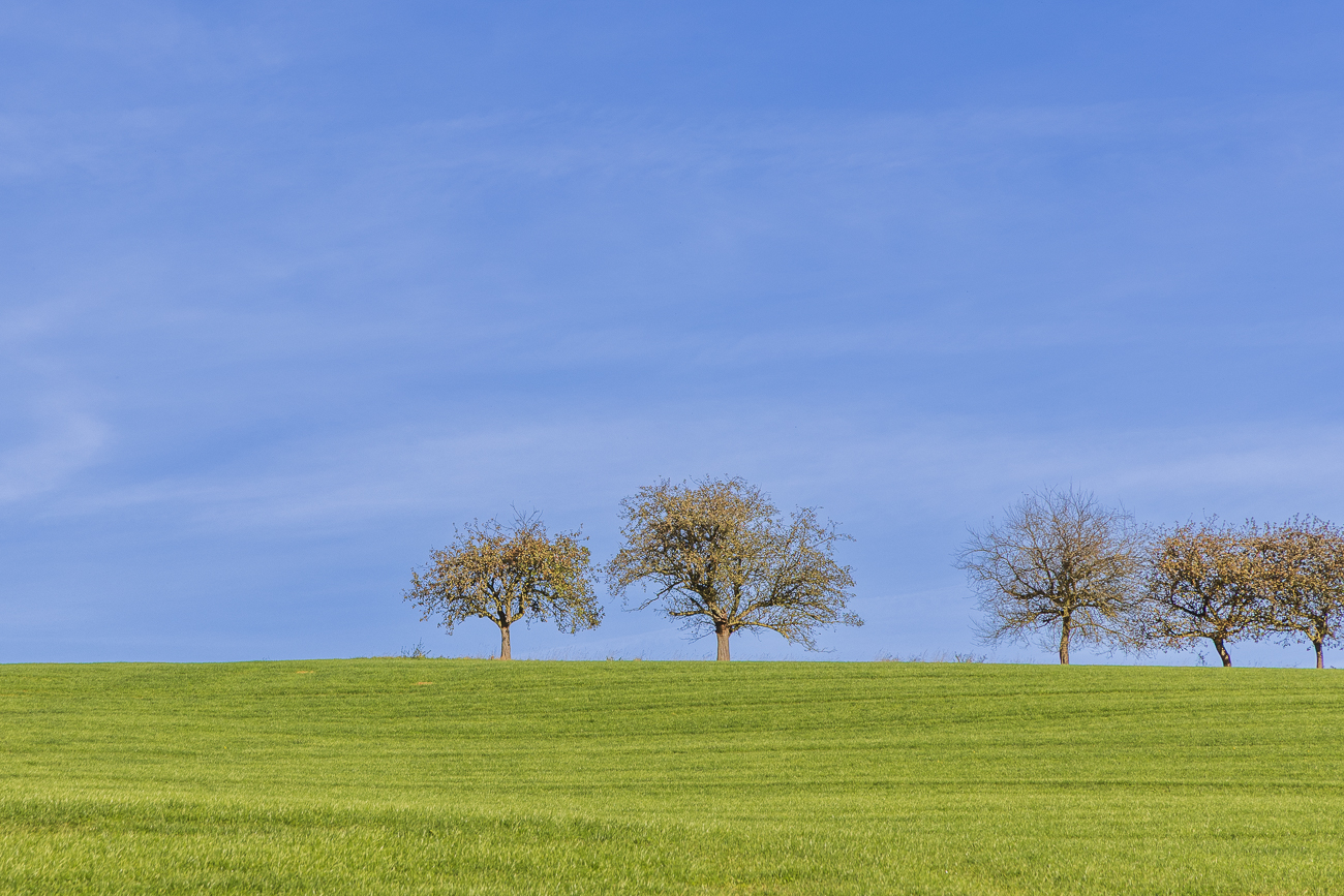 Hügel mit Obstbäumen