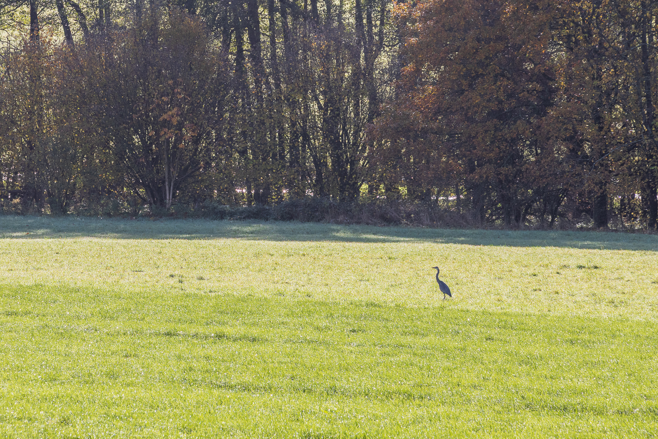 Graureiher [Ardea cinerea]