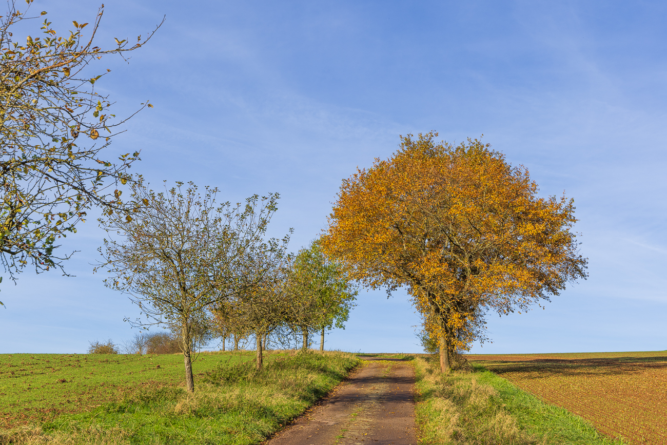 Feldweg mit Obstbäumen