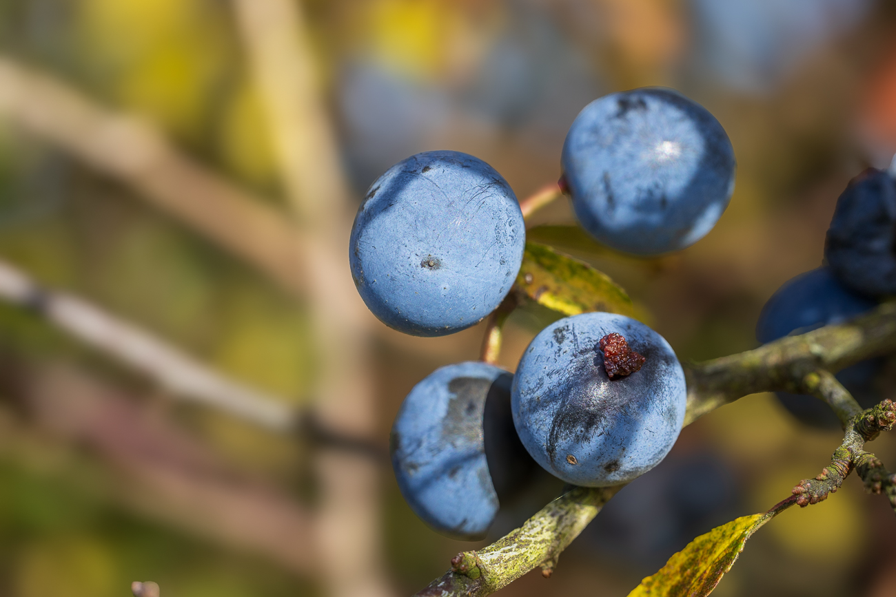 Schlehe [Prunus spinosa]