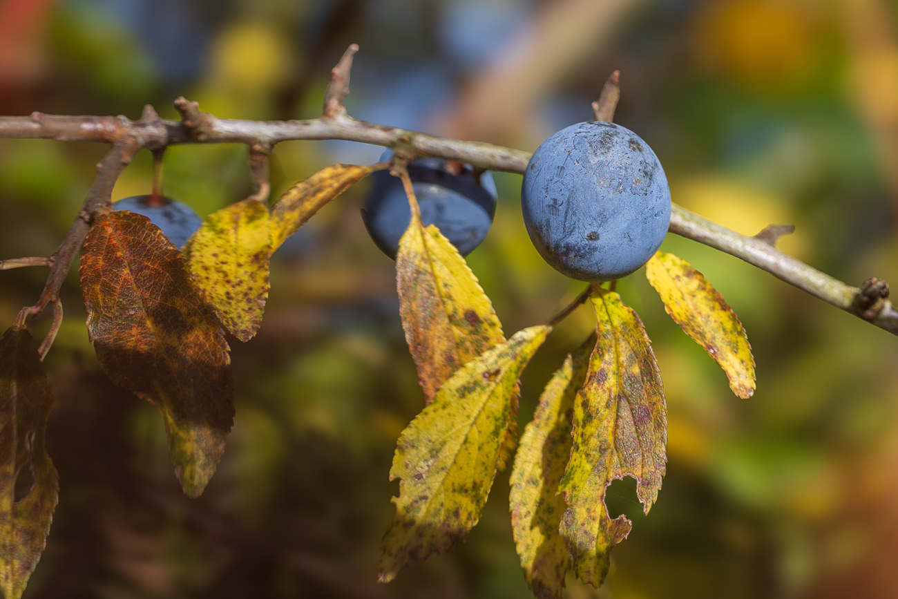Schlehe [Prunus spinosa]