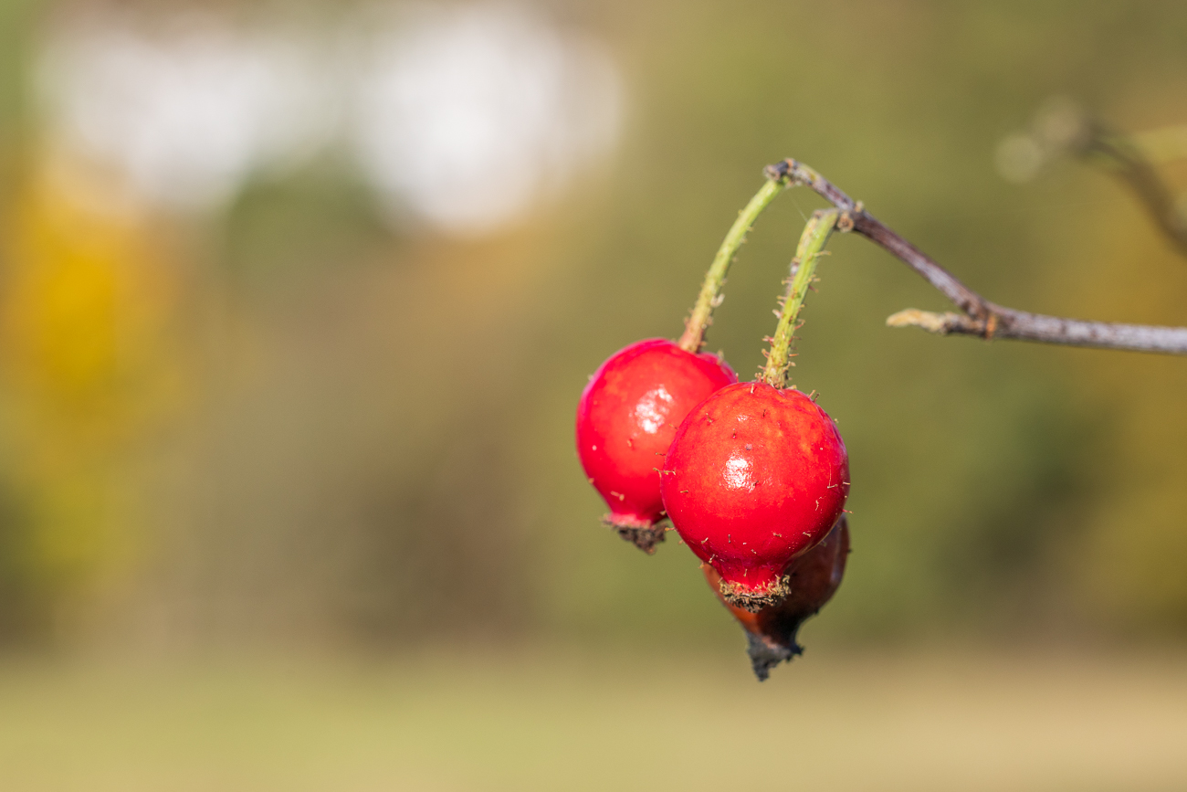 Apfel-Rose [Rosa villosa]