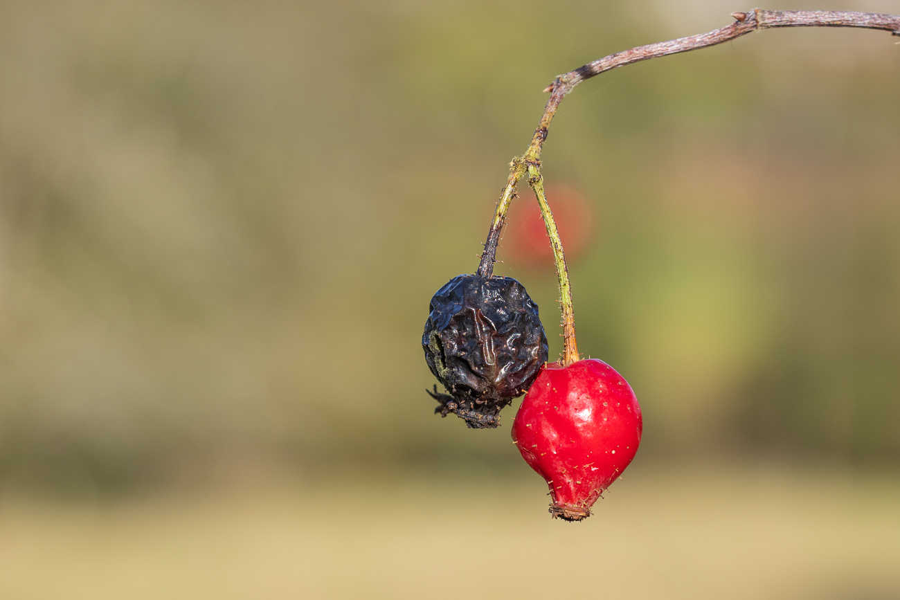 Apfel-Rose [Rosa villosa]