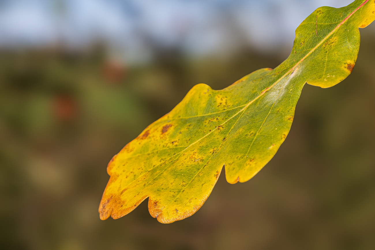 Gewöhnliche Bastard-Eiche [Quercus x rosacea]