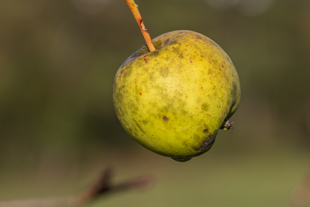 Apfel [Malus domestica]
