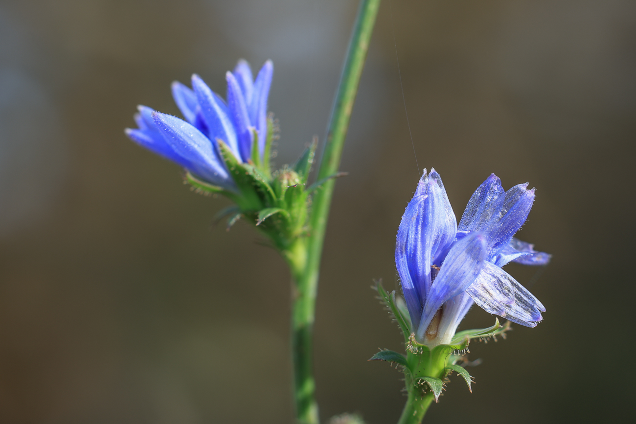 Wegwarte [Cichorium endivia]