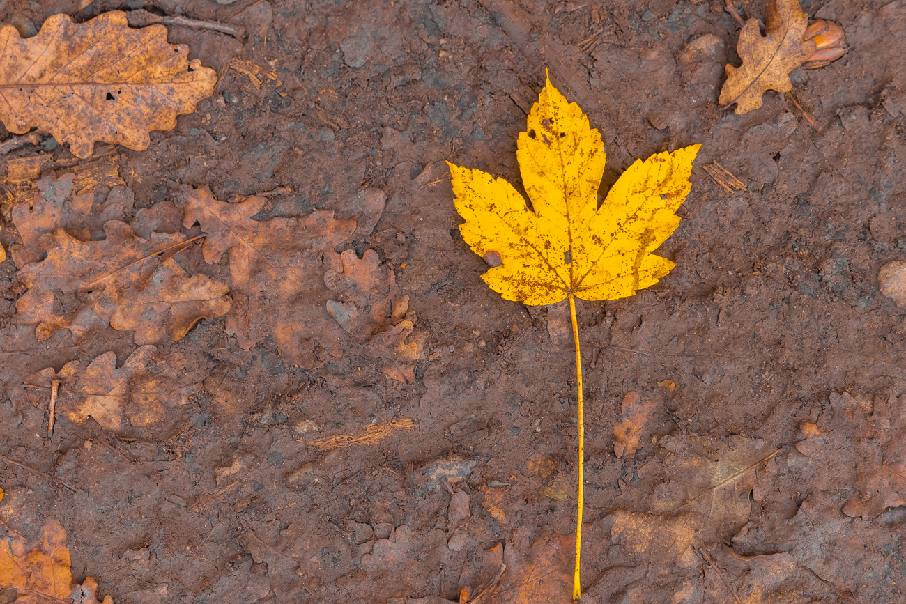 Blatt eines Berg-Ahorns