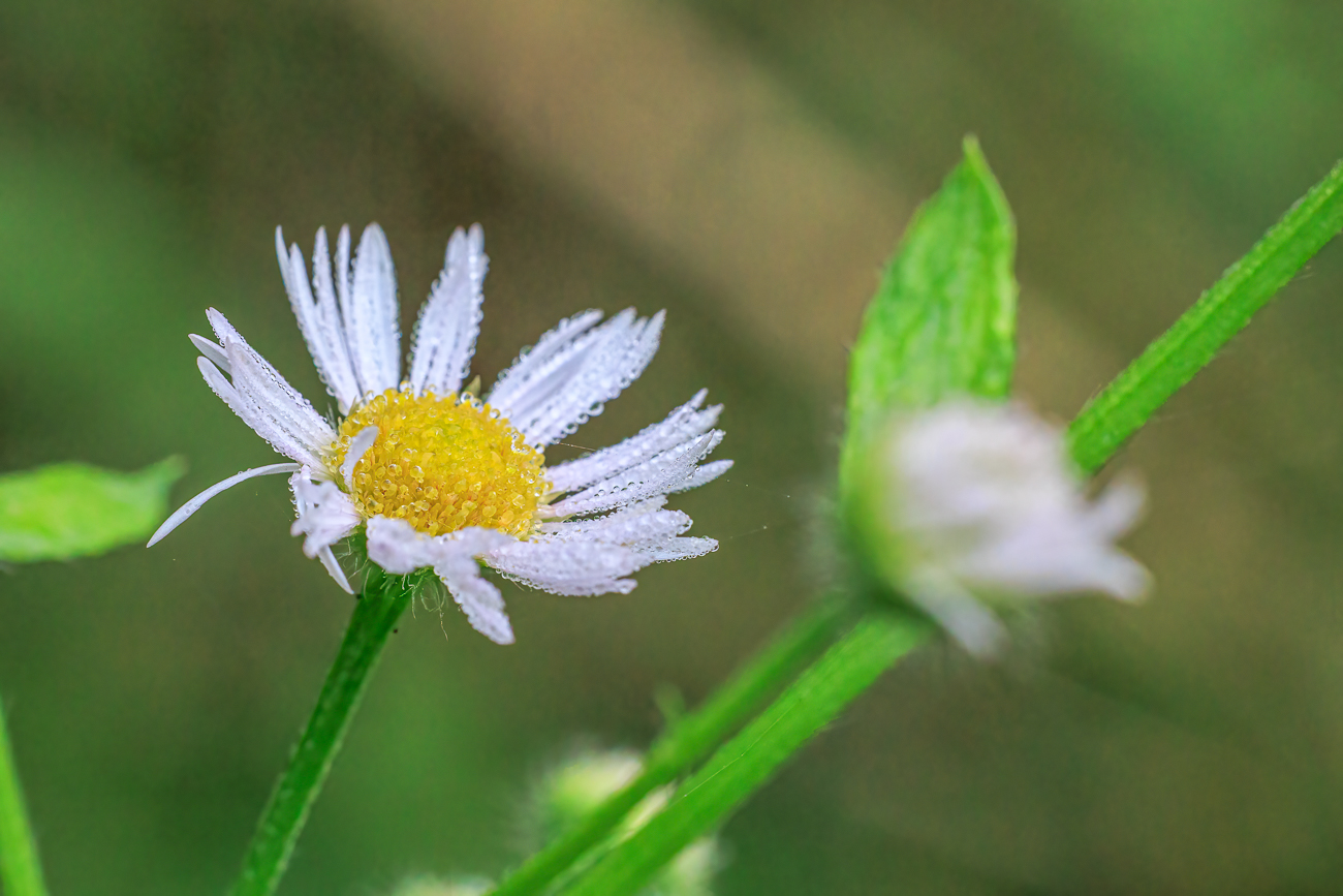 Einjähriges Berufkraut [Erigeron annuus] mit Wassertröpfchen