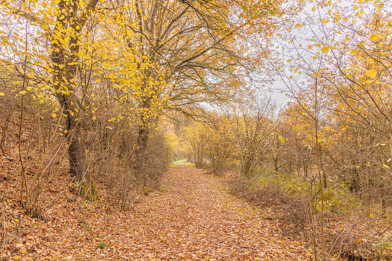 Schöner Waldweg