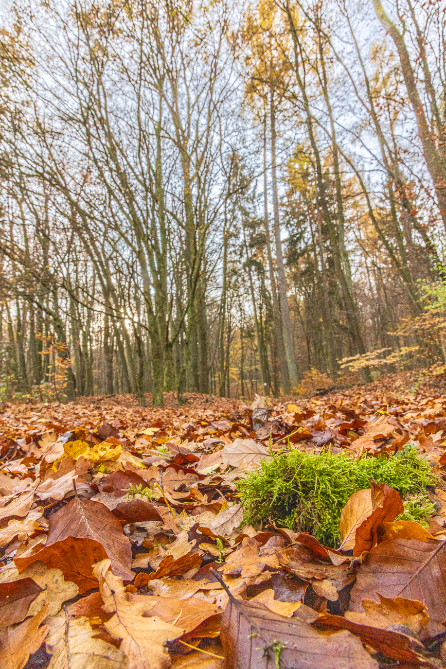 Mehr Laub am Boden, als auf den Bäumen