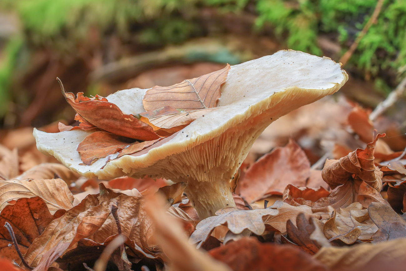Ein Pilz kämpft sich durch das Laub